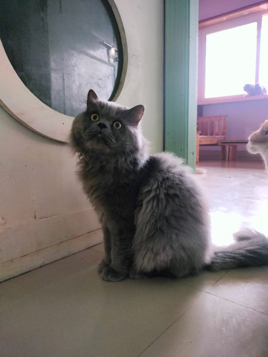 CAT BOARDING (Your Cat’s Home, Away From Home)