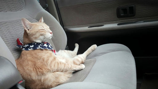 CAT TAXI Safe & Comfortable Travel for Your Feline Friends