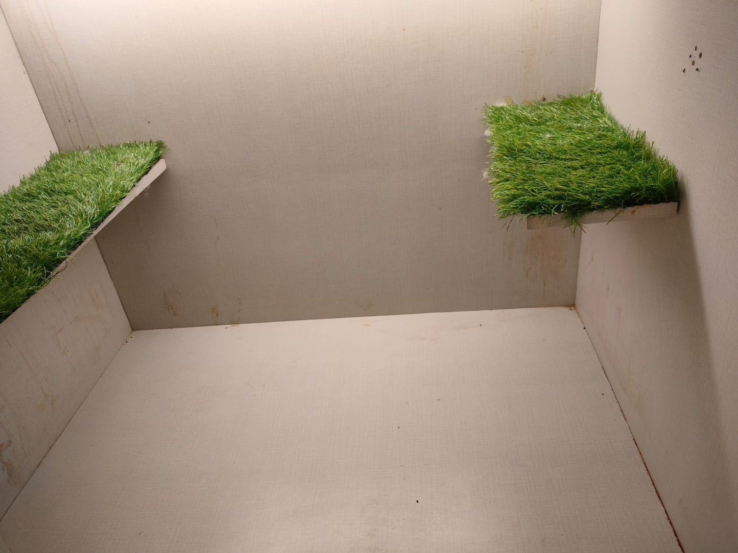 Cat Boarding Services