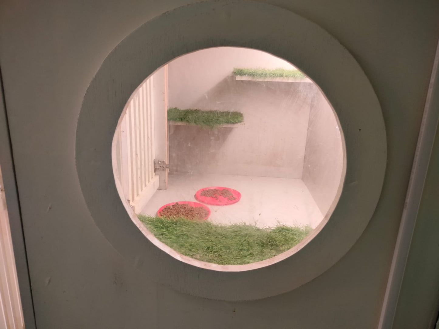 Cat Boarding Services