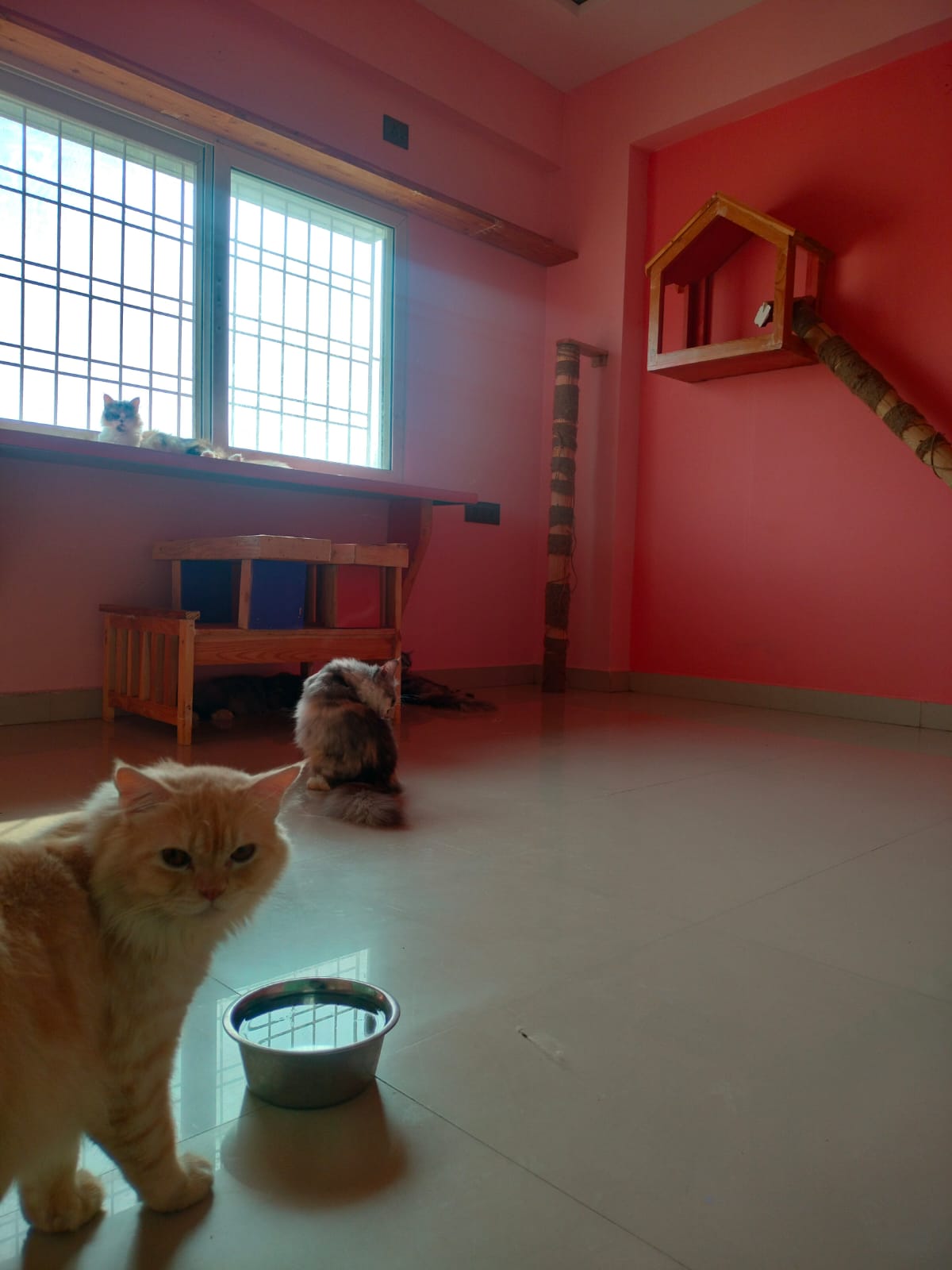 Cat Boarding Services