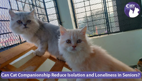Can Cat Companionship Reduce Isolation and Loneliness in Seniors