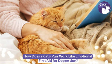 How Does a Cat’s Purr Work Like Emotional First Aid for Depression