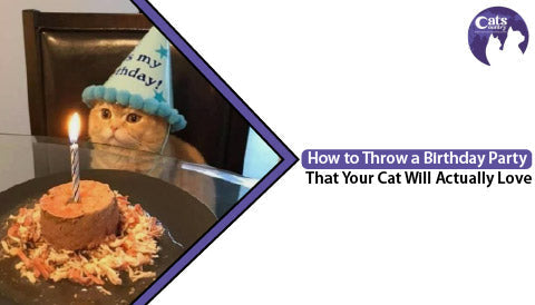 How to Throw a Birthday Party That Your Cat Will Actually Love