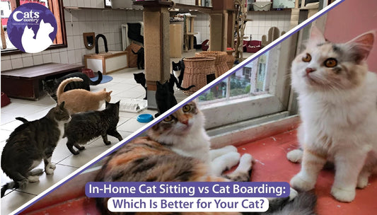 In-Home Cat Sitting vs Cat Boarding: Which Is Better for Your Cat